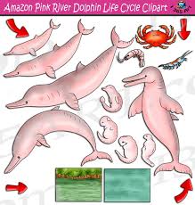 Amazon River Dolphin